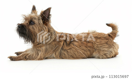 ケアーン・テリア image of Cairn Terrier No1-20 ケアーン・テリア image of Cairn Terrier No1-20 113015697