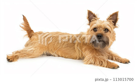 ケアーン・テリア image of Cairn Terrier No1-22 113015700