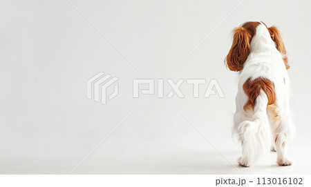 キャバリア image of CavalierKingCharlesSpaniel No1-7 113016102