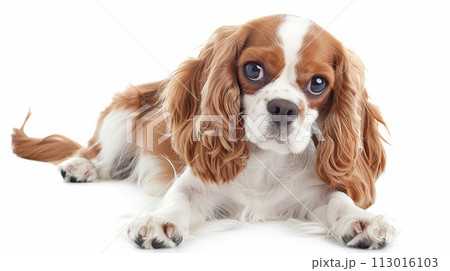 キャバリア image of CavalierKingCharlesSpaniel No1-8 113016103