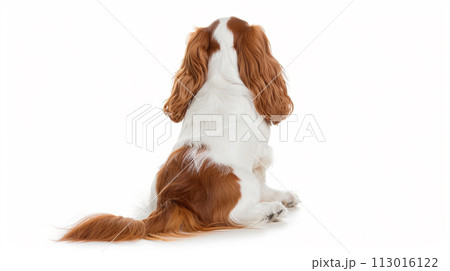 キャバリア image of CavalierKingCharlesSpaniel No1-24 113016122