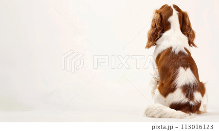 キャバリア image of CavalierKingCharlesSpaniel No1-25 キャバリア image of CavalierKingCharlesSpaniel No1-25 113016123