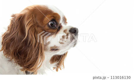 キャバリア image of CavalierKingCharlesSpaniel No1-31 キャバリア image of CavalierKingCharlesSpaniel No1-31 113016130