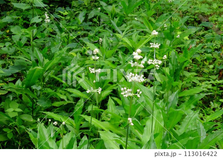 ヤブミョウガ咲く　【相模原市津久井　7月】 113016422