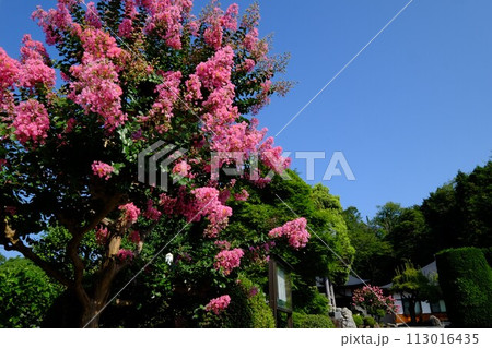 功雲寺の百日紅満開 【相模原市津久井 8月】 功雲寺の百日紅満開 【相模原市津久井 8月】 113016435