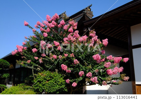 功雲寺武台玄関前の百日紅咲く 【相模原市津久井 8月】 功雲寺武台玄関前の百日紅咲く 【相模原市津久井 8月】 113016441