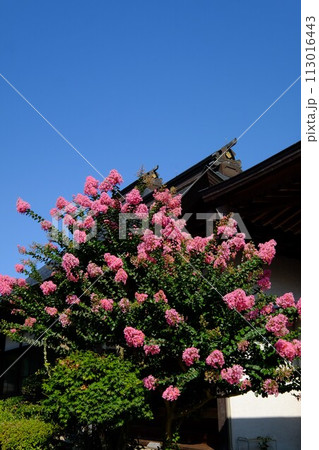 功雲寺武台玄関前の百日紅咲く　【相模原市津久井　8月】 113016443