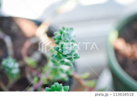 Portulaca werdermannii or Portulaca, Moss Rose or  Sun plant or Sun Rose or purslane or pussley flower 113016518