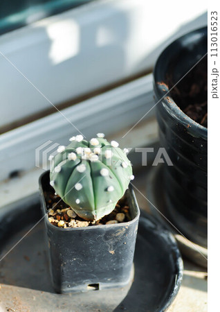 cactus in the flower pot or Astrophytum cactus in the flower pot or Astrophytum 113016523