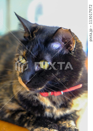 カウンターの上にふせている猫 カウンターの上にふせている猫 113017072