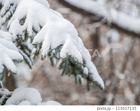 Green fir branches in winter covered with snow Green fir branches in winter covered with snow 113017135