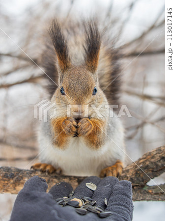Squirrel eats nuts from a man's hand. Caring for animals in winter or autumn. Squirrel eats nuts from a man's hand. Caring for animals in winter or autumn. 113017145