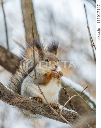 The squirrel with nut sits on tree in the winter or late autumn The squirrel with nut sits on tree in the winter or late autumn 113017147