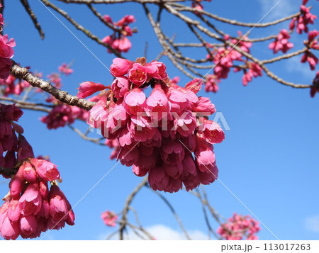 満開のカンヒザクラ(寒緋桜) 満開のカンヒザクラ(寒緋桜) 113017263
