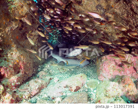 クロホシイシモチの大群の中にいる、洞窟で寝ている大きな美しいドチザメ（メジロザメ目ドチザメ科）の群れ 113017391