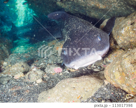 窟で寝ている大きな美しいドチザメ（メジロザメ目ドチザメ科）の群れ。  日本国神奈川県三浦市、荒井浜海 113017398