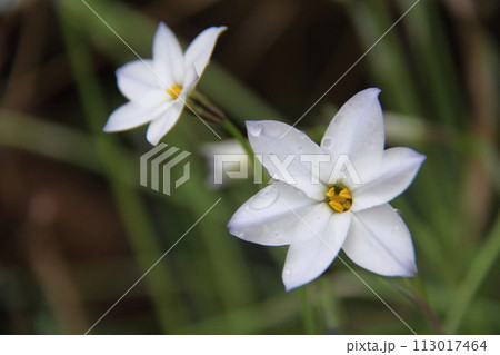 ハナニラ 113017464