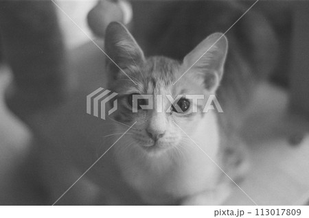 子猫 日本 日常 スナップ 風景 子猫 日本 日常 スナップ 風景 113017809