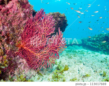 美しいフトヤギ（ソフトコーラル）の群生とクロホシイシモチ（テンジクダイ科科）の群れ他。  日本国神奈 113017889