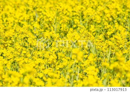 春をむかえた菜の花畑 113017913