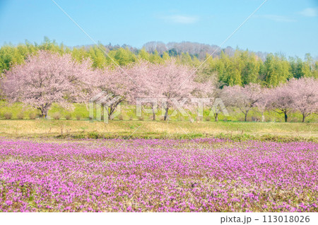 関東のお花見スポット 桜並木 桜の開花 関東のお花見スポット 桜並木 桜の開花 113018026
