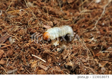 土の中で動くコガネムシの幼虫  2 113018073