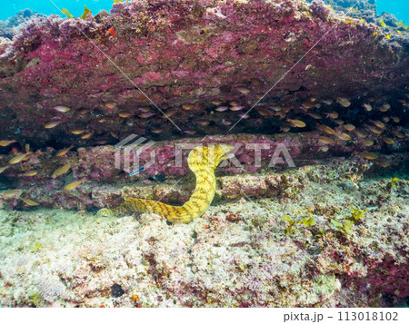 クロホシイシモチの大群の中にいる、大きな美しいウツボ（ウツボ科）の群れ。  日本国神奈川県三浦市、荒 113018102