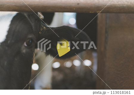 ranch 113018161