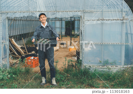 vegetable field 113018163
