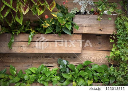 Green plants decorate on wood wall at home. 113018315