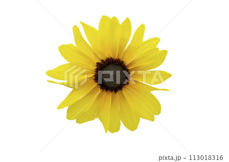 Yellow chrysanthemum isolated on white background 113018316