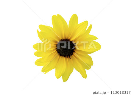Yellow chrysanthemum isolated on white background 113018317