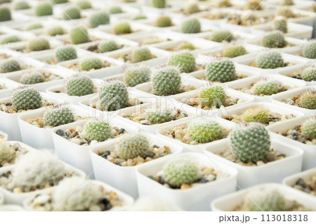 mixed Succulents or cactus background. Small Cactus in Pots to be Sold. 113018318