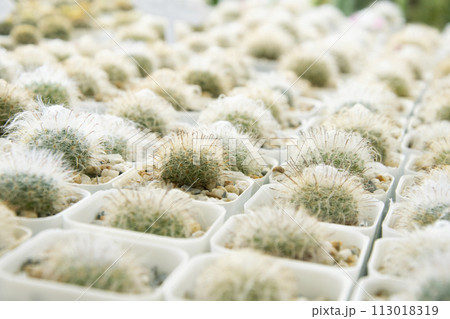mixed Succulents or cactus background. Small Cactus in Pots to be Sold. 113018319