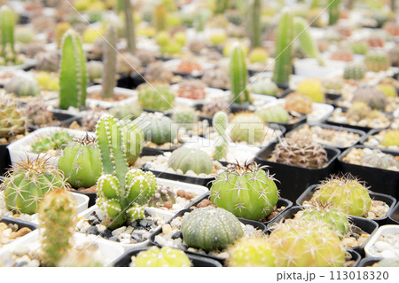 mixed Succulents or cactus background. Small Cactus in Pots to be Sold. 113018320
