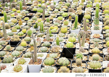 mixed Succulents or cactus background. Small Cactus in Pots to be Sold. 113018321