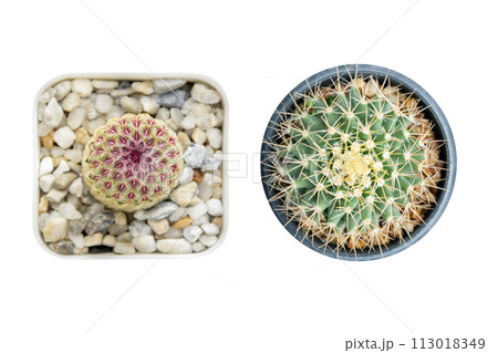 cactus background, Close up small cactus plant in pot overhead or top view. cactus background, Close up small cactus plant in pot overhead or top view. 113018349