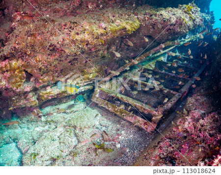 沈んだハシゴとクロホシイシモチ（テンジクダイ科）他の群れ。  日本国神奈川県三浦市、荒井浜海水浴場に 113018624