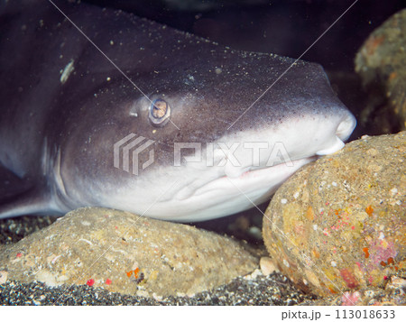 洞窟で寝ている大きな美しいドチザメ（メジロザメ目ドチザメ科）の群れ。  日本国神奈川県三浦市、荒井浜 113018633