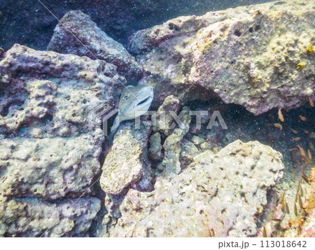 穴にはまって困っていたので助けてあげた、大きな美しいドチザメ(メジロザメ目ドチザメ科)の群れ。 日 穴にはまって困っていたので助けてあげた、大きな美しいドチザメ(メジロザメ目ドチザメ科)の群れ。 日 113018642