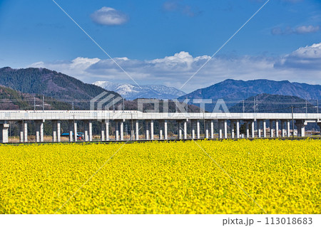 北陸新幹線と菜の花 113018683