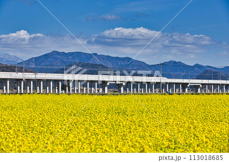 北陸新幹線と菜の花 北陸新幹線と菜の花 113018685