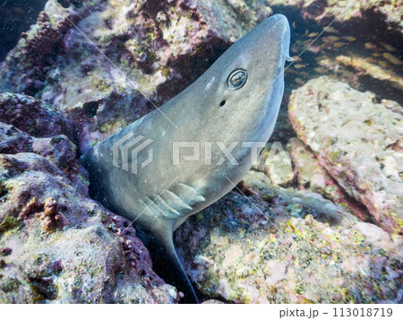 穴にはまって困っていたので助けてあげた、大きな美しいドチザメ（メジロザメ目ドチザメ科）の群れ。  日 113018719