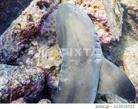 穴にはまって困っていたので助けてあげた、大きな美しいドチザメ（メジロザメ目ドチザメ科）の群れ。  日 113018723