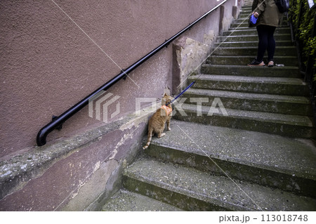 Detail of domestic cat walking down the street, pet Detail of domestic cat walking down the street, pet 113018748