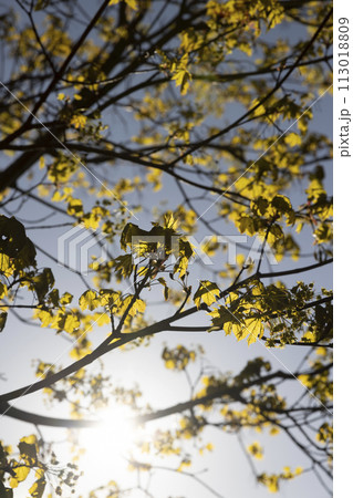 green foliage on a maple tree in spring bloom 113018809