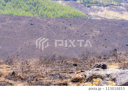 【災害イメージ】霧ケ峰高原の山火事跡【長野県】 113018853