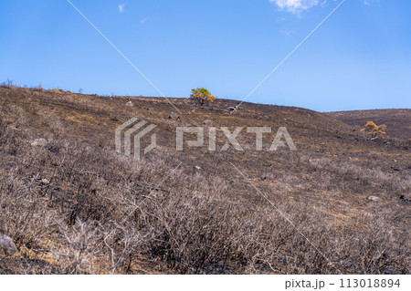 【災害イメージ】霧ケ峰高原の山火事跡【長野県】 113018894