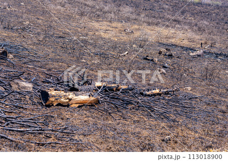 【災害イメージ】霧ケ峰高原の山火事跡【長野県】 【災害イメージ】霧ケ峰高原の山火事跡【長野県】 113018900