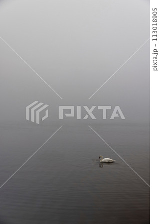 white swans swimming on the lake in foggy weather 113018905
